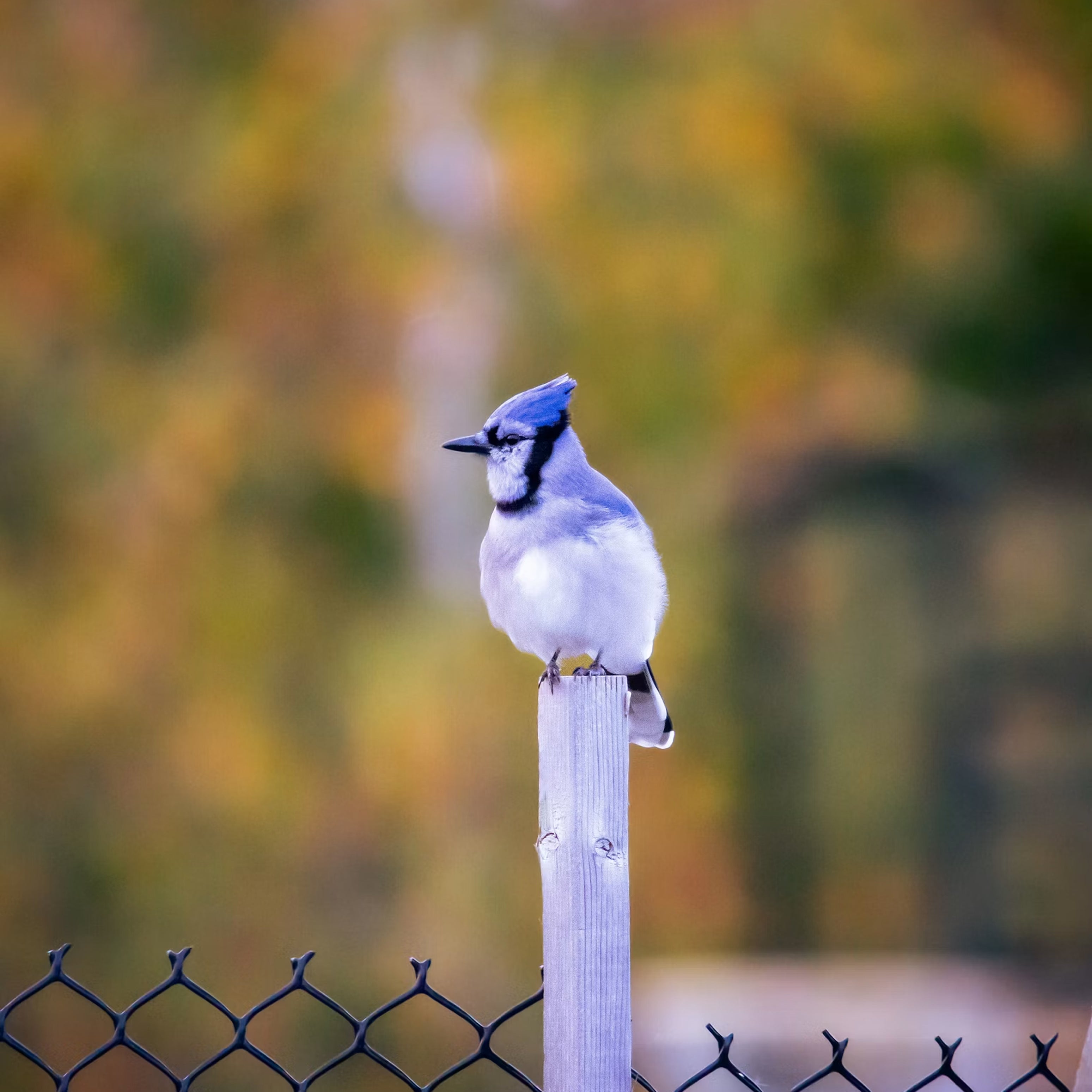 Backyard Birding & Wildlife